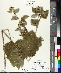 Arctium minus image