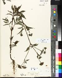 Bidens vulgata image