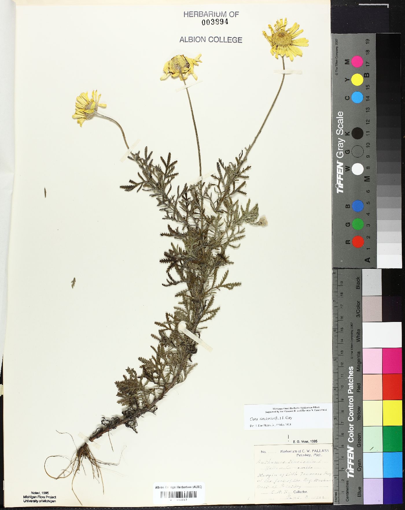 Cota tinctoria image