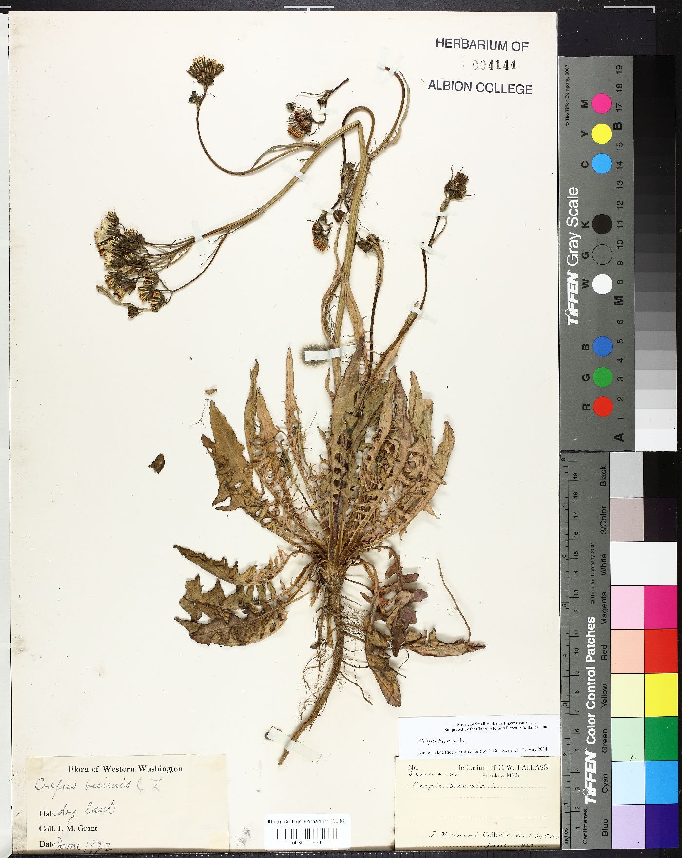 Crepis biennis image