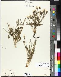 Crepis subacaulis image