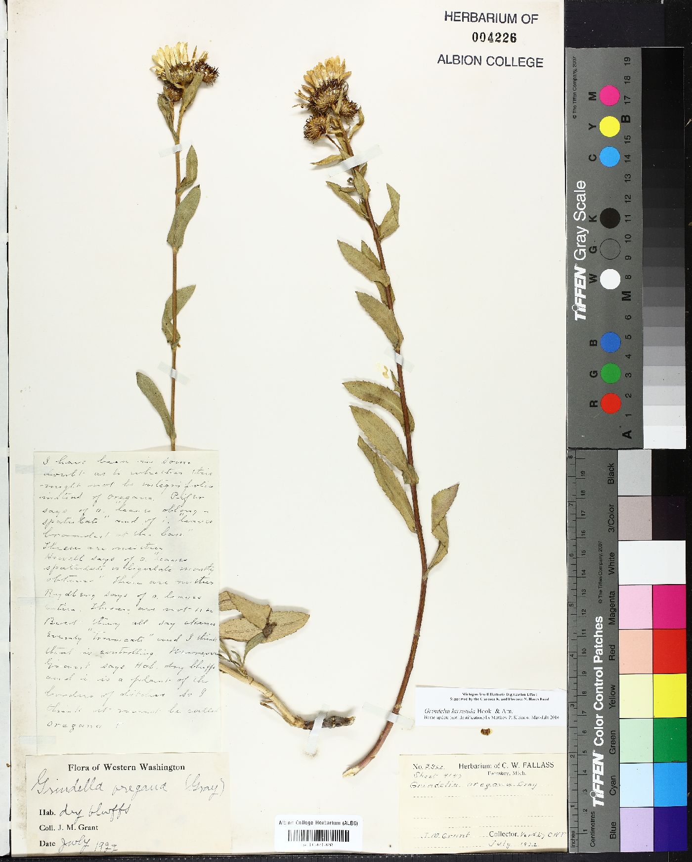 Grindelia glutinosa image