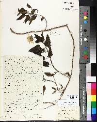 Helianthus praecox image