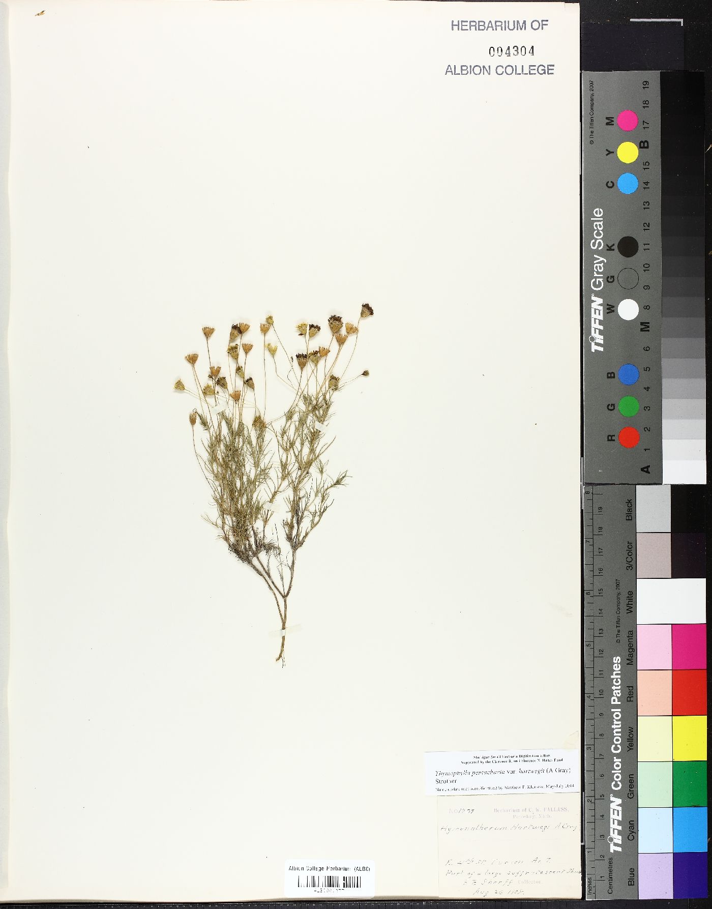 Hymenatherum hartwegi image