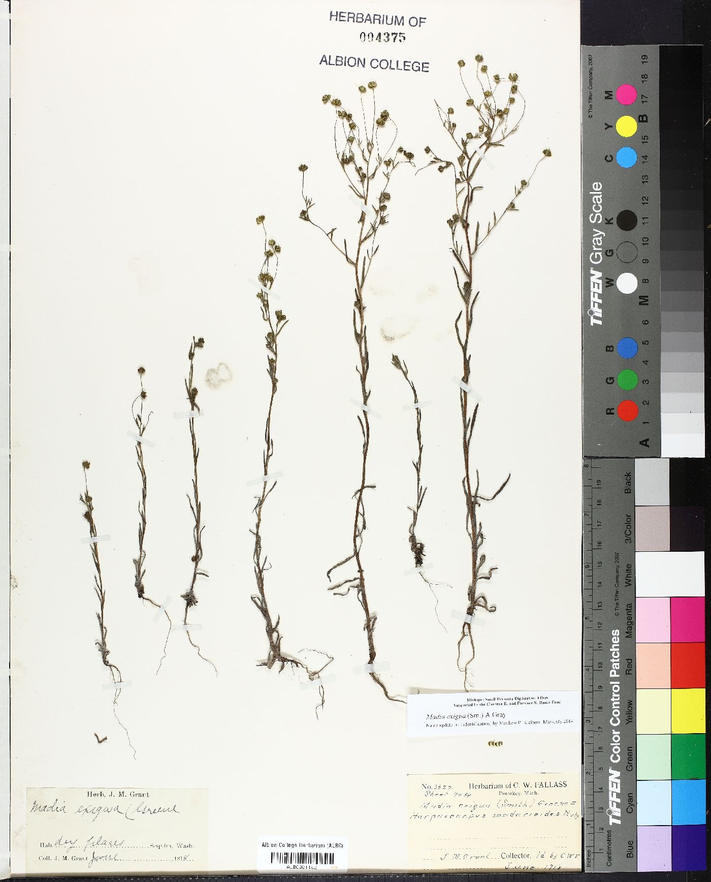 Madia exigua image