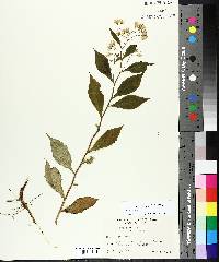 Aster acuminatus image