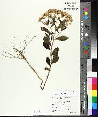 Aster acuminatus image