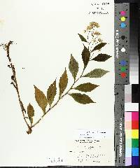 Aster acuminatus image