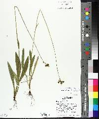 Hieracium caespitosum image