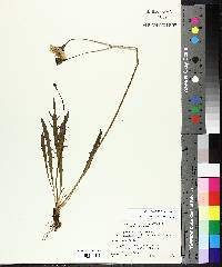 Leontodon autumnalis subsp. pratensis image