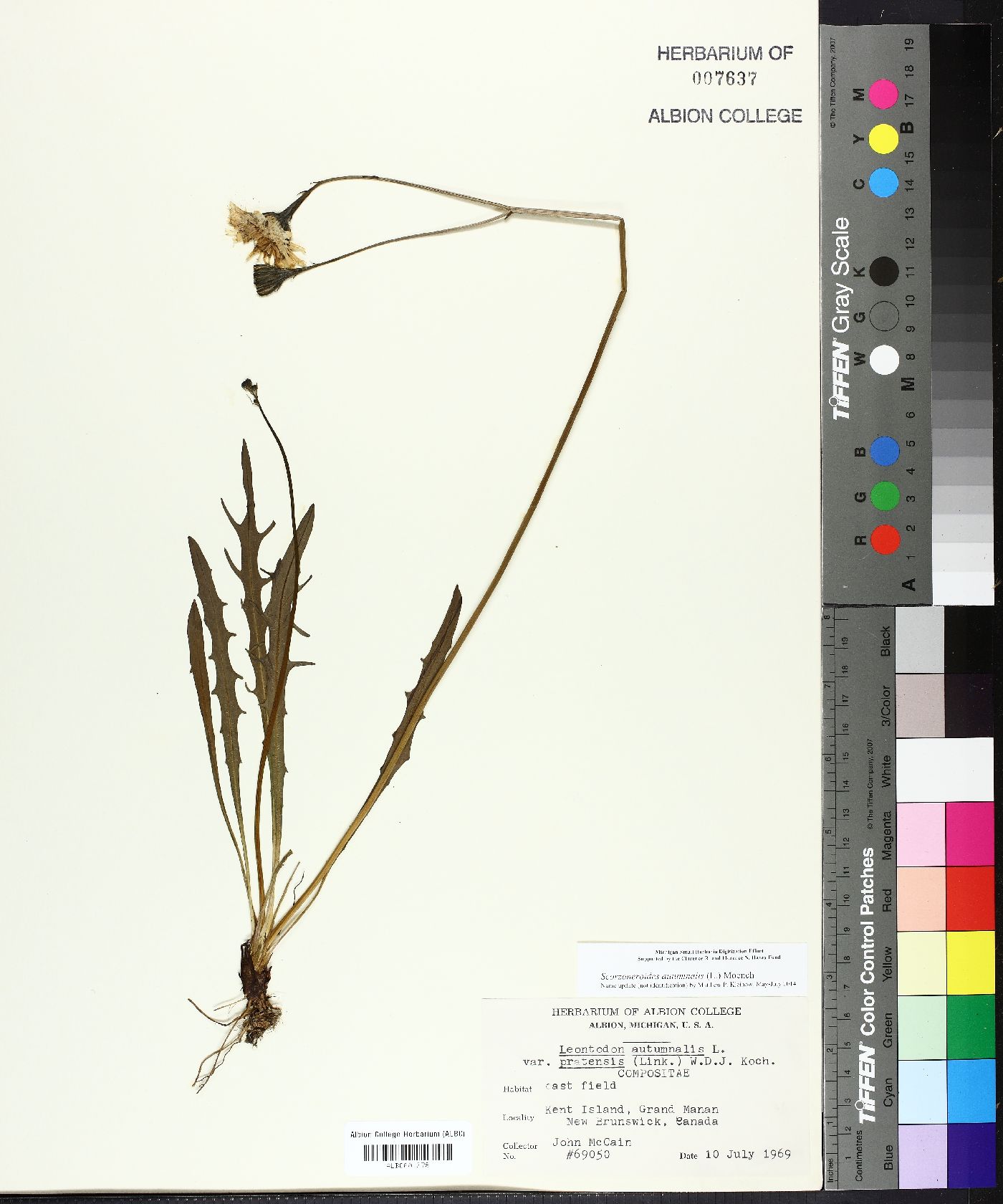 Leontodon autumnalis subsp. pratensis image