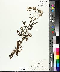 Senecio sylvaticus image