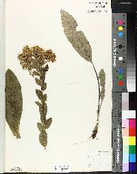 Solidago rigida image