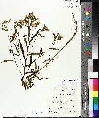 Symphyotrichum novi-belgii var. novi-belgii image