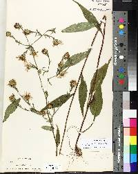 Aster curtisii image