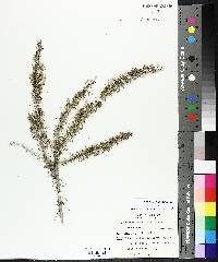 Tetradymia spinosa image