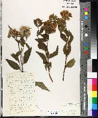 Vernonia pulchella image
