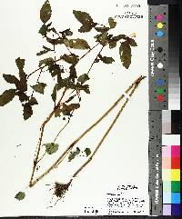 Impatiens pallida image