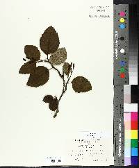 Alnus incana image