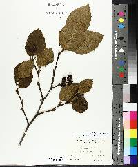 Alnus incana image