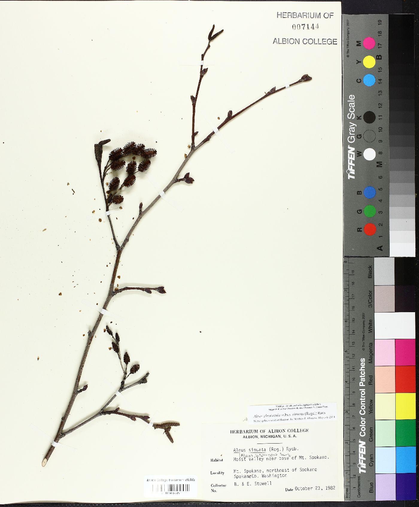 Alnus alnobetula subsp. sinuata image