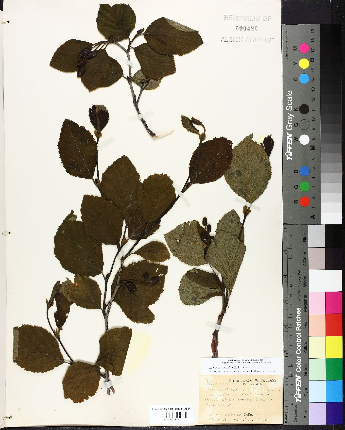 Alnus alnobetula image