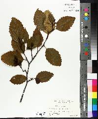 Alnus rubra image