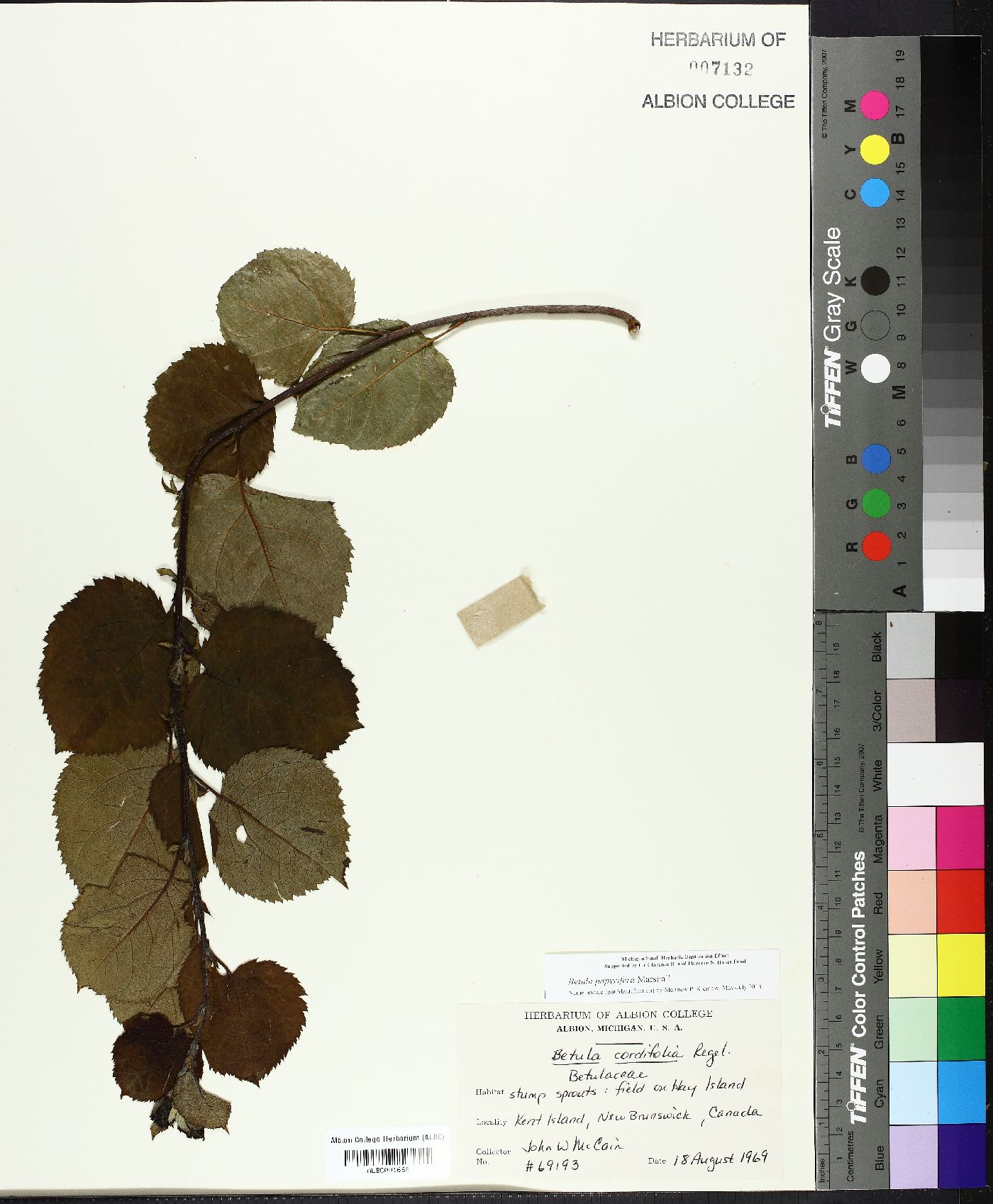 Betula cordifolia image