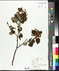 Betula occidentalis image