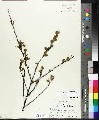 Betula pumila image