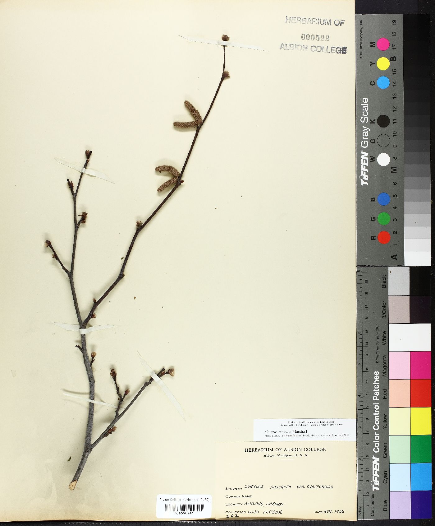 Corylus rostrata image