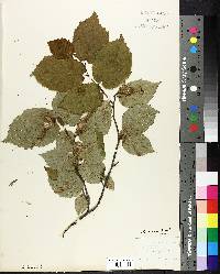 Corylus cornuta image