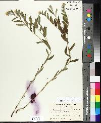 Lithospermum canescens image