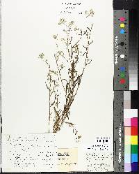 Image of Cryptantha ramosissima