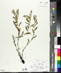 Lithospermum canescens image