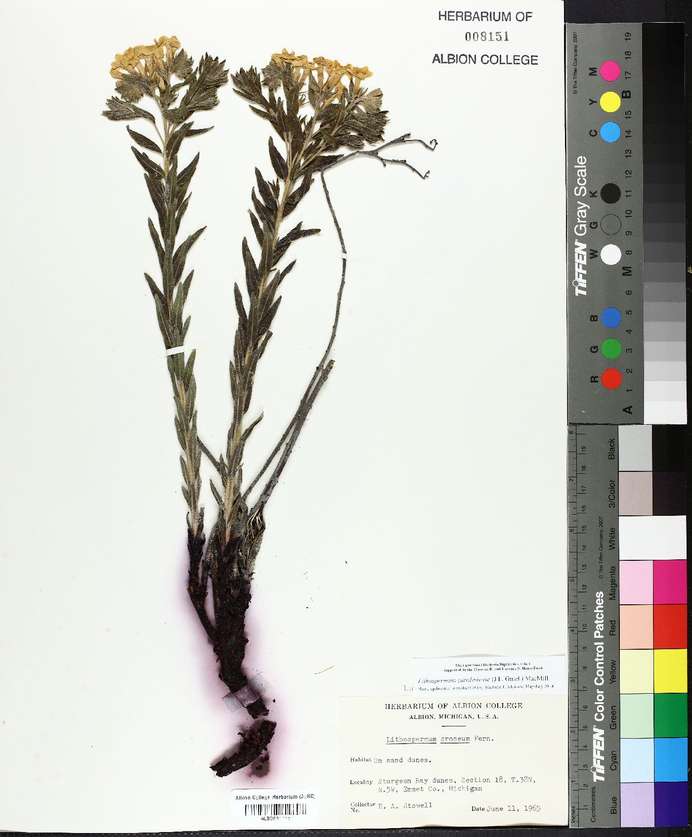 Lithospermum croceum image