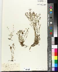 Image of Arabidopsis novae-angliae