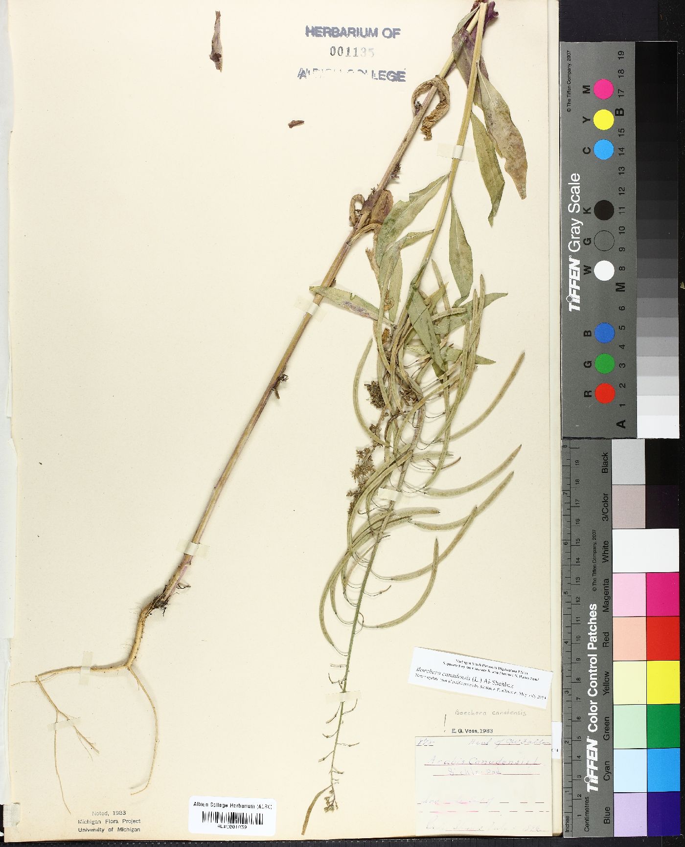 Borodinia canadensis image