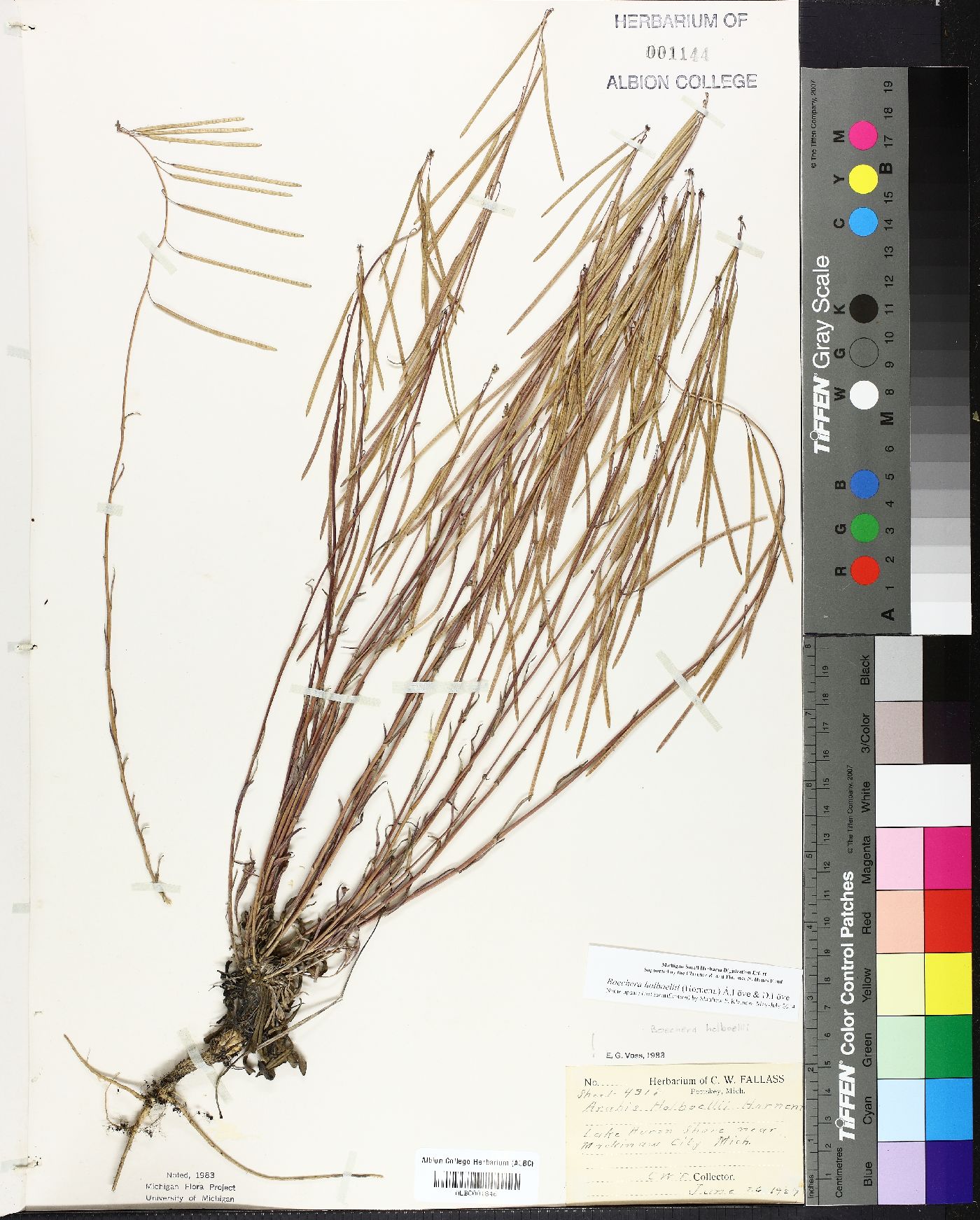 Boechera holboellii image