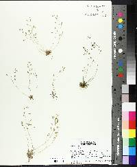 Draba verna image