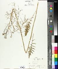 Sisymbrium altissimum image