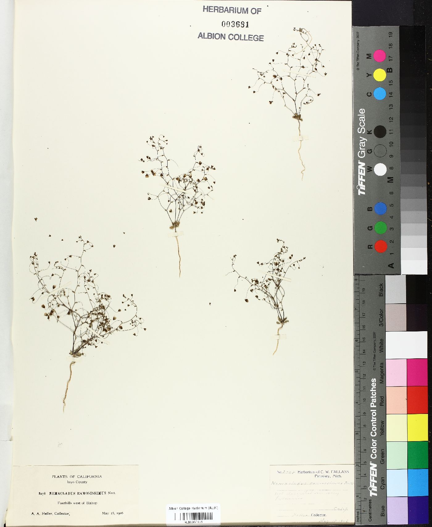 Nemacladus ramosissimus image