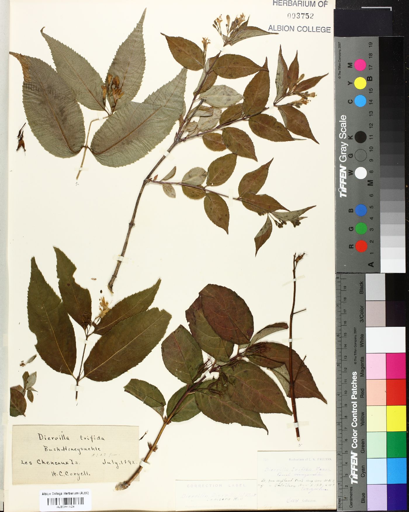 Diervilla diervilla image