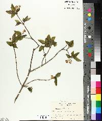 Lonicera canadensis image