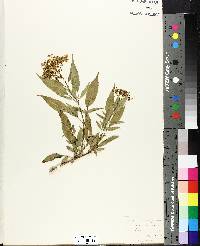 Sambucus cerulea image