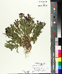 Image of Dianthus cruentus