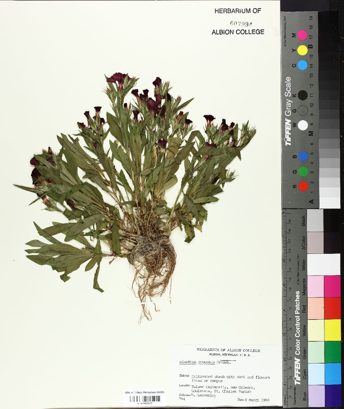 Dianthus cruentus image