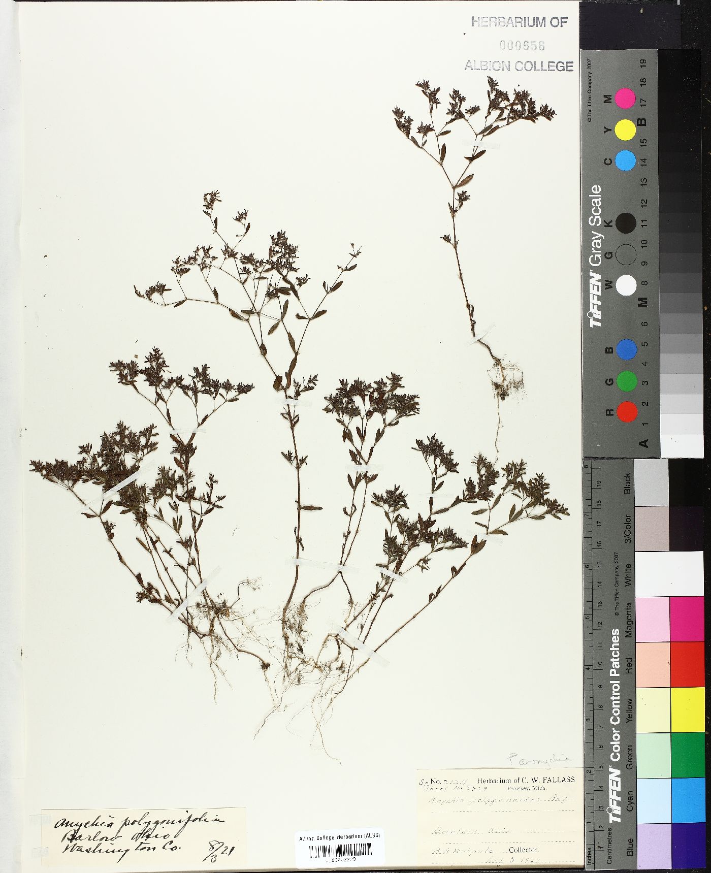 Paronychia weberbaueri image