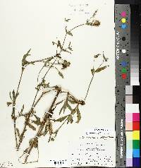 Silene latifolia image