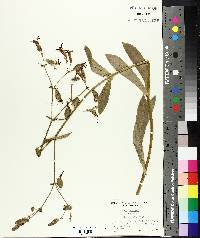 Silene virginica image